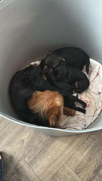 4 beautiful yorkshire miniature terrier pups