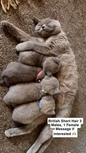 British Short Hair Pedigree