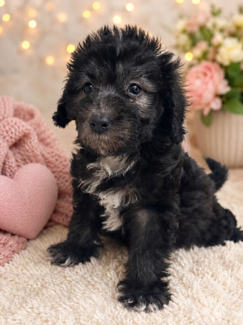 Pure silver bedlington terriers