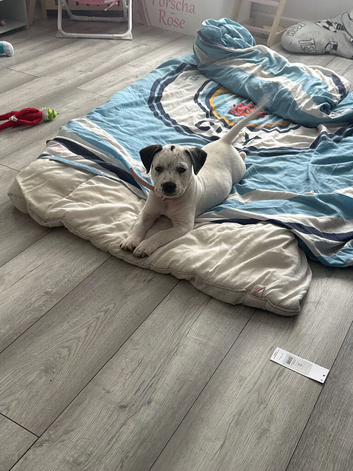 Puppy for sale