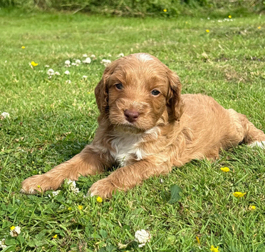 Beautiful F1 cockerpoo puppies- ready 14th July