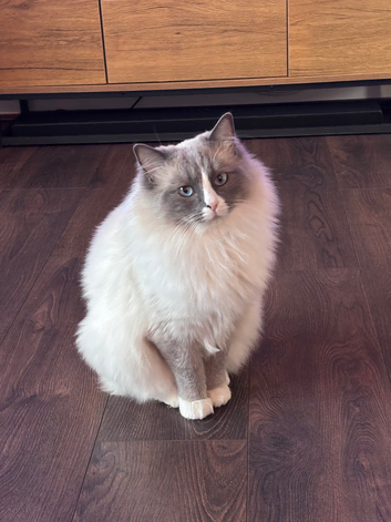 Handsome Ragdoll STUD available for STUD SERVICES ONLY (Registered)