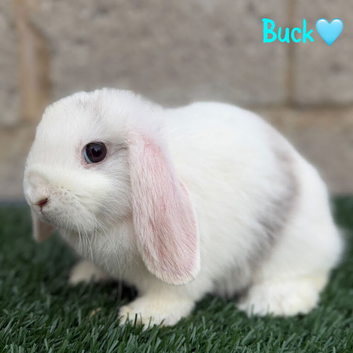 Pure breed mini lop