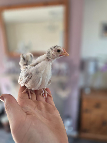 serama checks hens