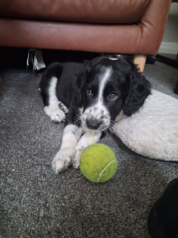 Border collie x Cockerpoo pups