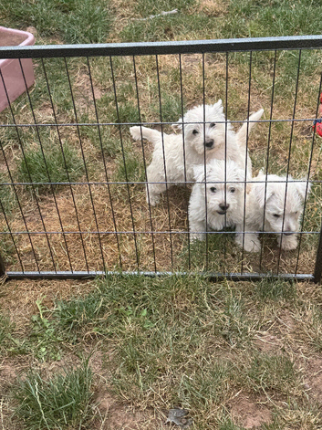 West highland terriers - 2 Boys left
