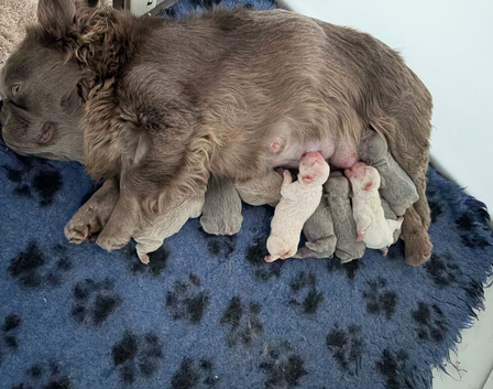 Full fluffy frenchies ready to leave now