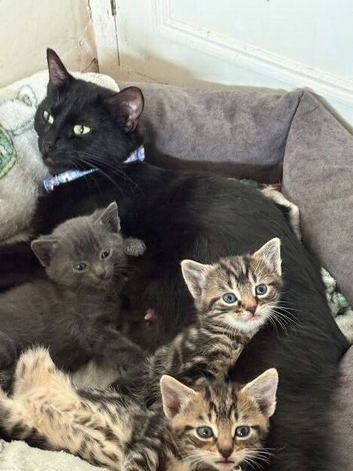 4 beautiful kittens left