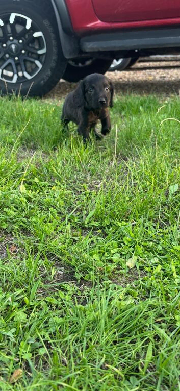 Beautiful cockerpoo puppies ready for there forever homes