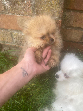 Male pomeranian