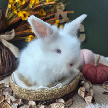 BEW English Angora Buck