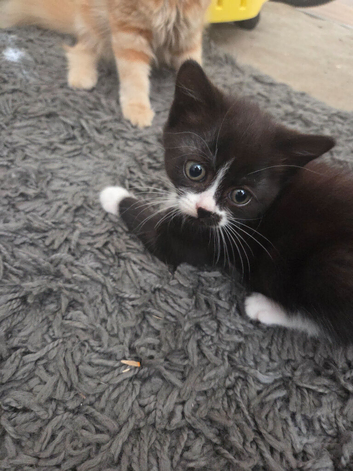 Gorgeous black and white female kitten