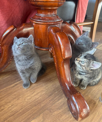 Russian blue mix kittens