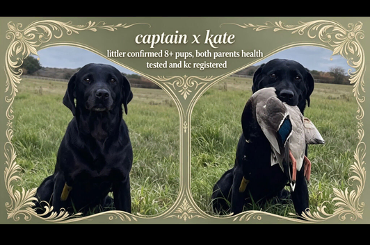 Coming soon! Beautiful black Labrador puppies