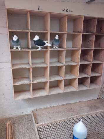 Pigeon pipo boxes