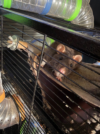 2 Female rats and large cage