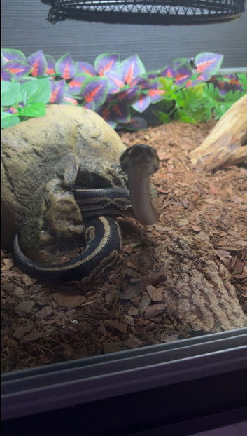 Royal python