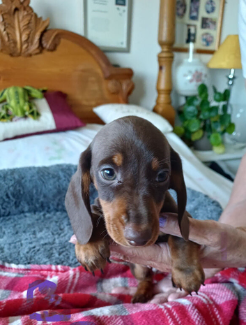 BEAUTIFUL DACHSHUND BABIES