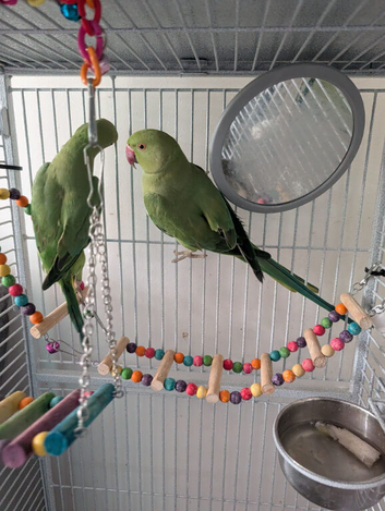 Beautiful Pair of Indian Ringneck Parrots with Full Setup