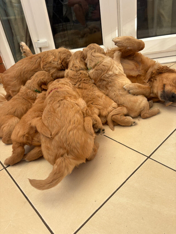 GOLDEN RETRIEVER PUPPIES