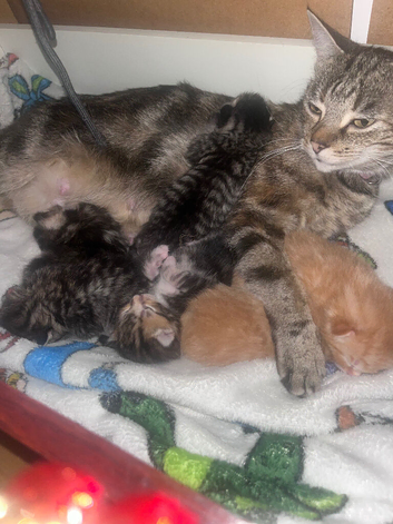 5 tabby kittens