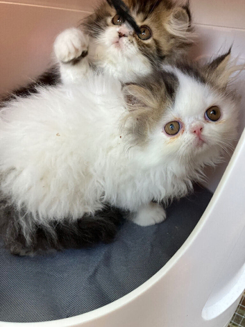 GCCF registered Pure Persian Kittens