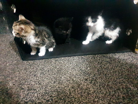 Kittens