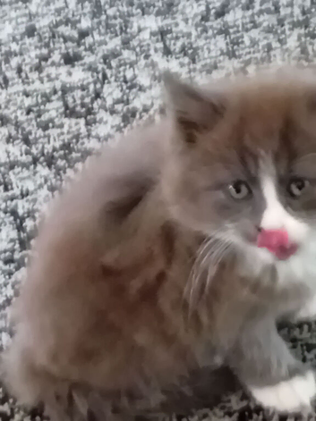 Adorable kittens