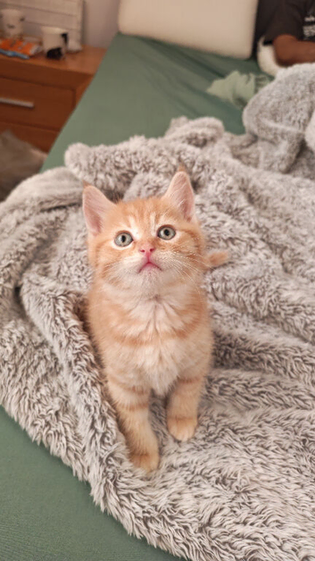 Cute ginger kitten