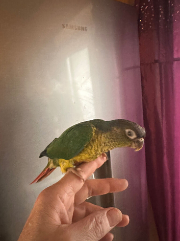 Hand Reared Yellow Suded Green Cheeked Conures