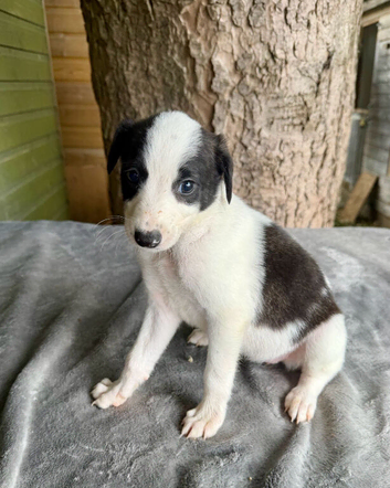 Lurcher puppies saluki grey beddlington