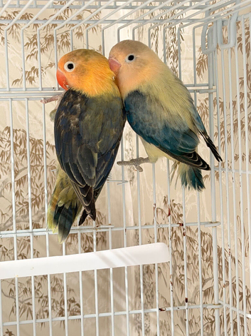 Lovebirds pairs and aquas available.