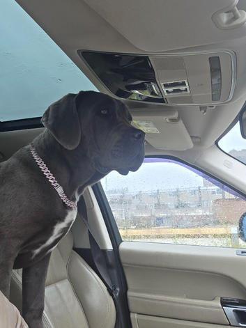 female cane corso