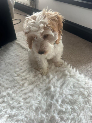 Stanley The Cockapoo