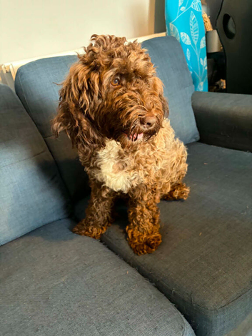 Lovely female chocolate cockapoo