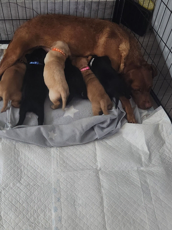 6 chunky lab puppies ONLY 2 BLACK BOYS LEFT