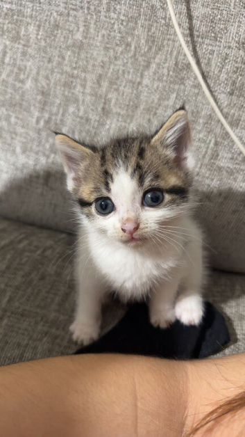 Kitten