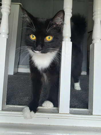 Two female cats still available
