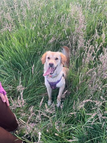 Golden retriever cross