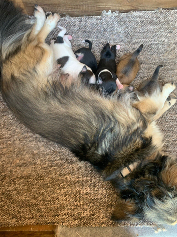 Jackawawa puppies. beautiful.