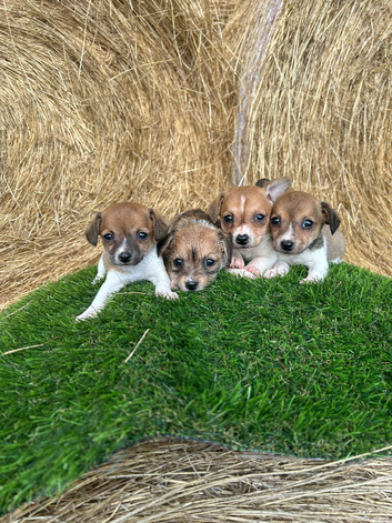 Jack Russell puppies