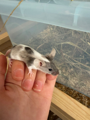 Fancy mice