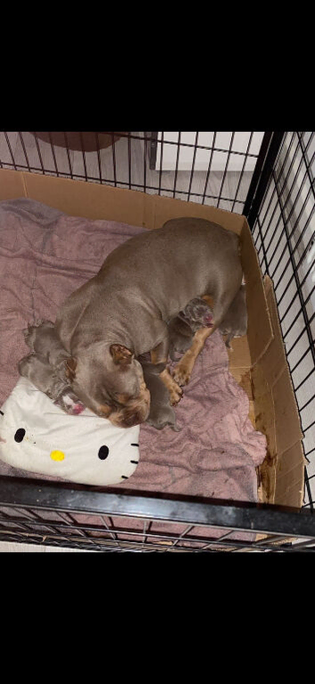 Micro Pocket bully puppies