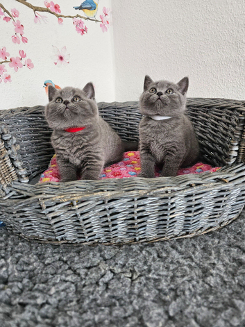 British Shorthair kittens