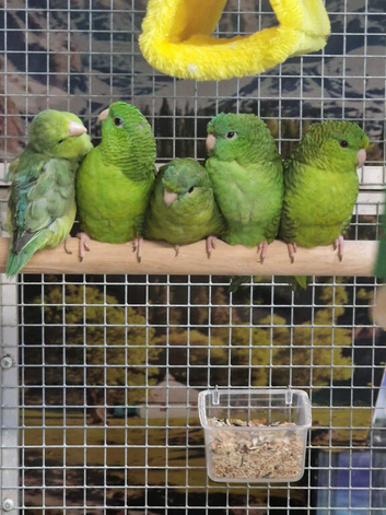 Stunning Lineolated Parakeets