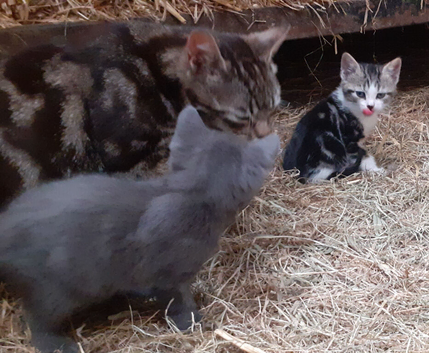 Pretty colour Kittens for sale