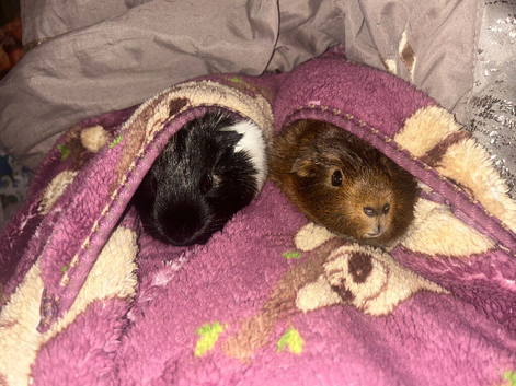 2 GUINEA PIGS FOR SALE