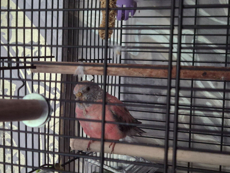 Bourke parakeet