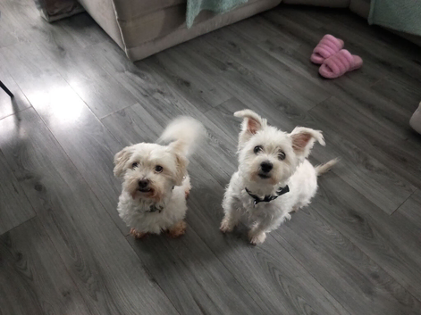 Male maltease/shitzu & Female Westie /maltease
