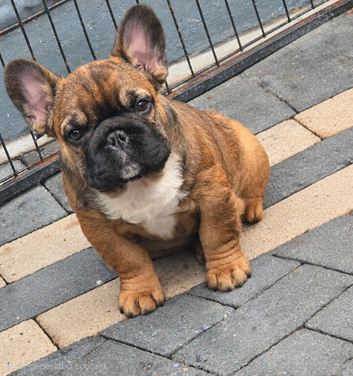 Fluffy kc reg french bulldog